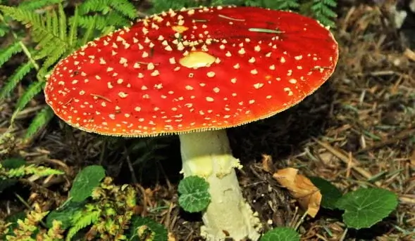 Amanita-muscaria2-sarkana-musmire1-1.webp