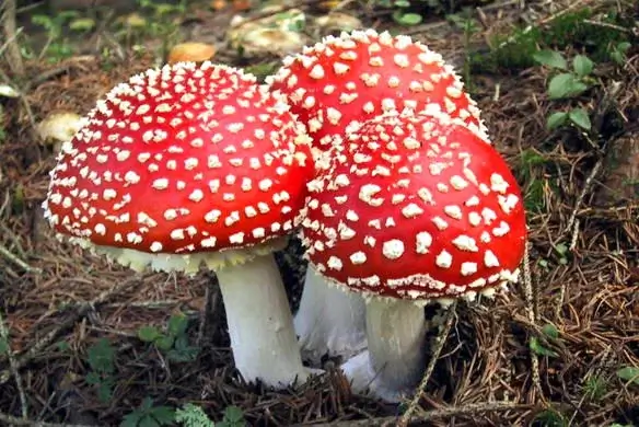 noslēpumi