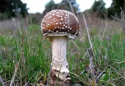 Panteru mušmire
