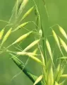 Auzas-1-1.webp