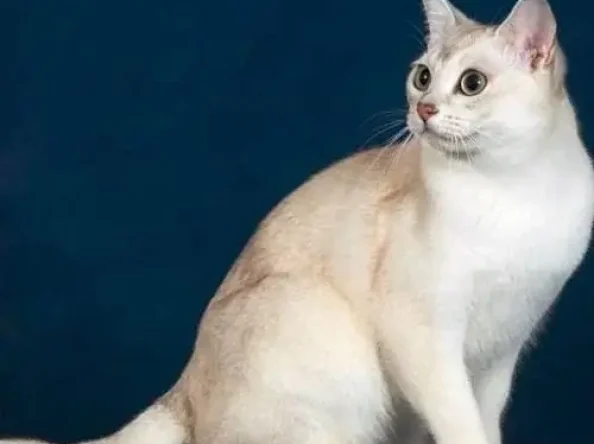 Kaķi ir pārsteidzošas radības, izskats un īpašības