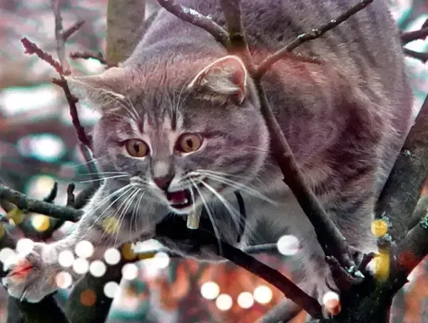 Cat-Stuck-1.webp