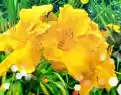 Hemerocallis-2.webp