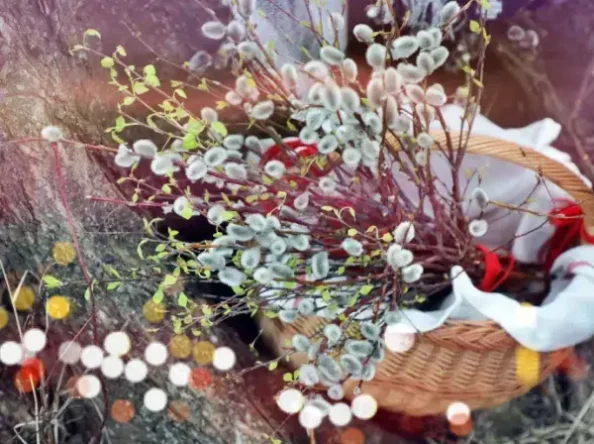 Pūpolsvētdienas nozīme, tradīcijas un svarīgākie ticējumi