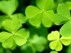 Svētā Patrika diena, vēsture un svinēšana mūsdienās