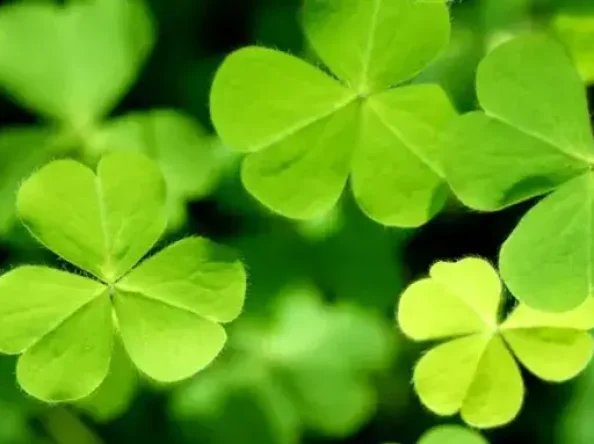 Svētā Patrika diena, vēsture un svinēšana mūsdienās