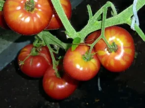 Tomāti, audzēšana ir katra gada atbildīgs un derīgs pasākums