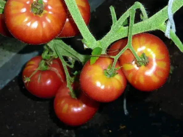 Tomāti, audzēšana ir katra gada atbildīgs un derīgs pasākums